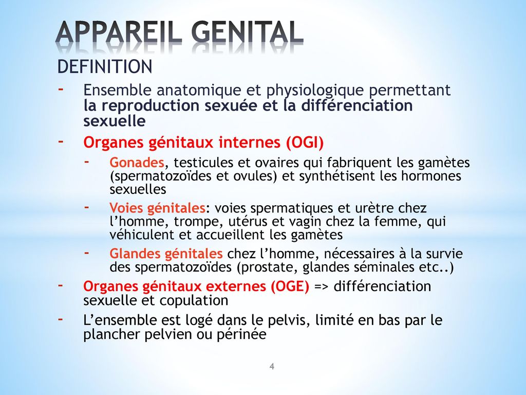 APPAREIL GENITAL ANATOMIE ET PHYSIOLOGIE ppt télécharger